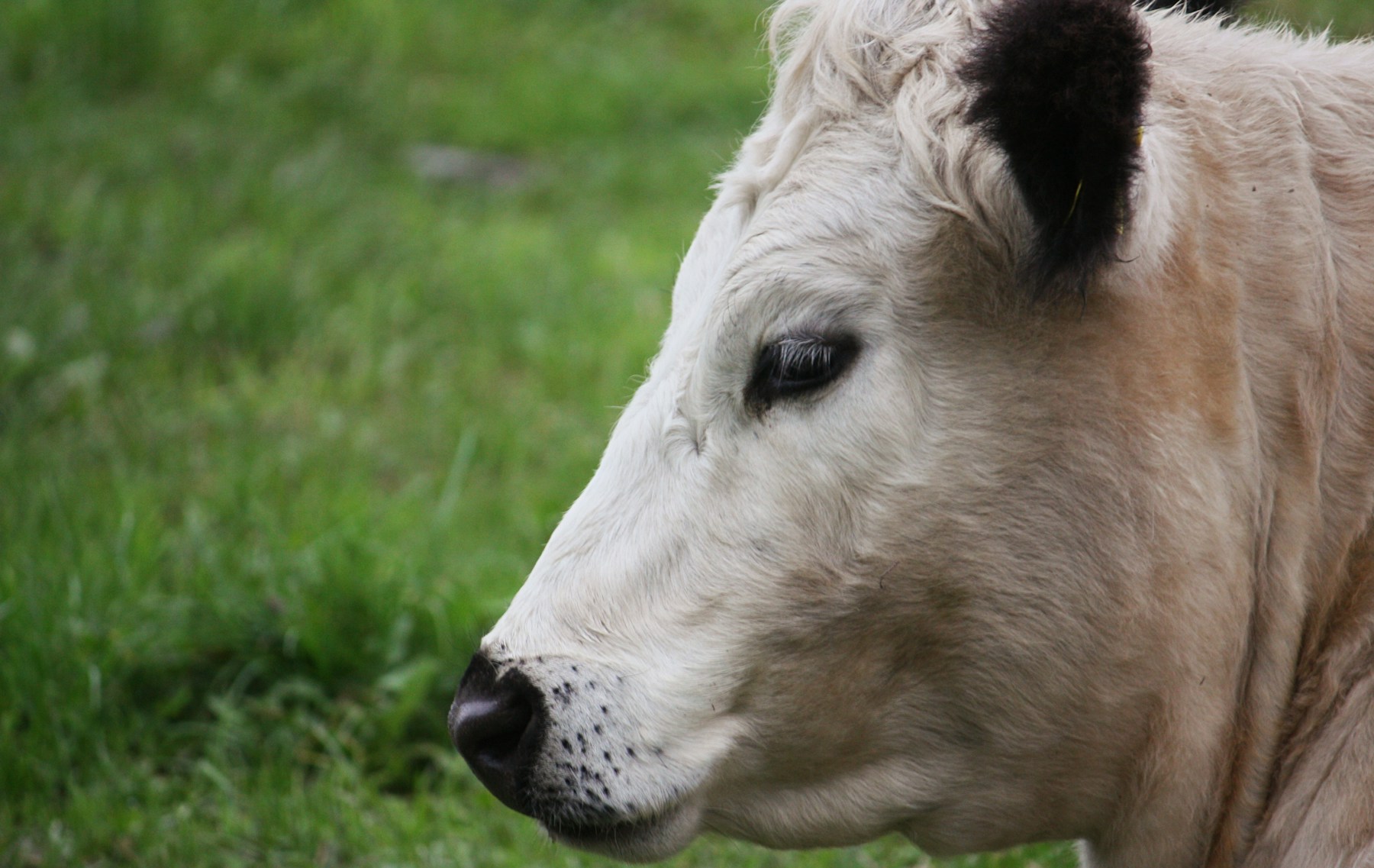 Close-up of a calm cow in a pasture